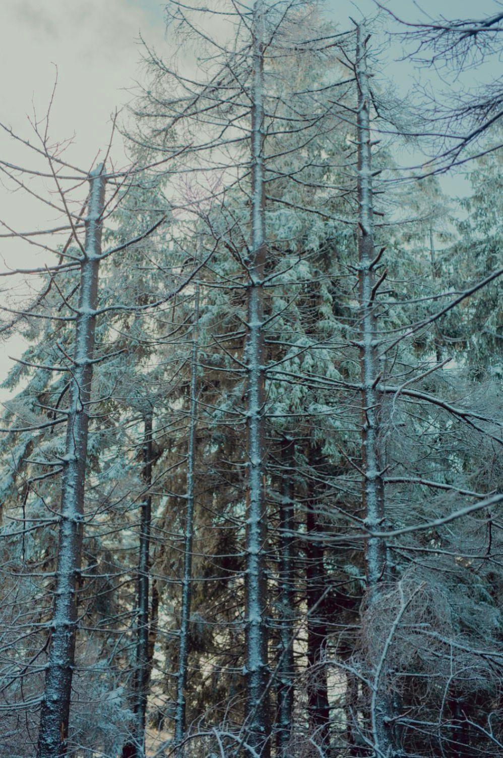 Wataha Pod Basztami - Alfa - Domki Caloroczne Radkow Exteriér fotografie