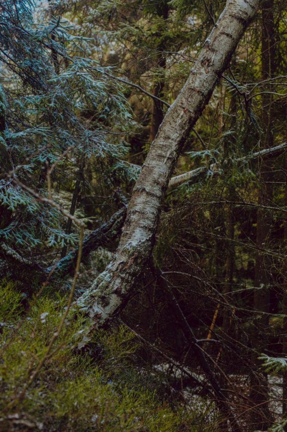 Wataha Pod Basztami - Alfa - Domki Caloroczne Radkow Exteriér fotografie