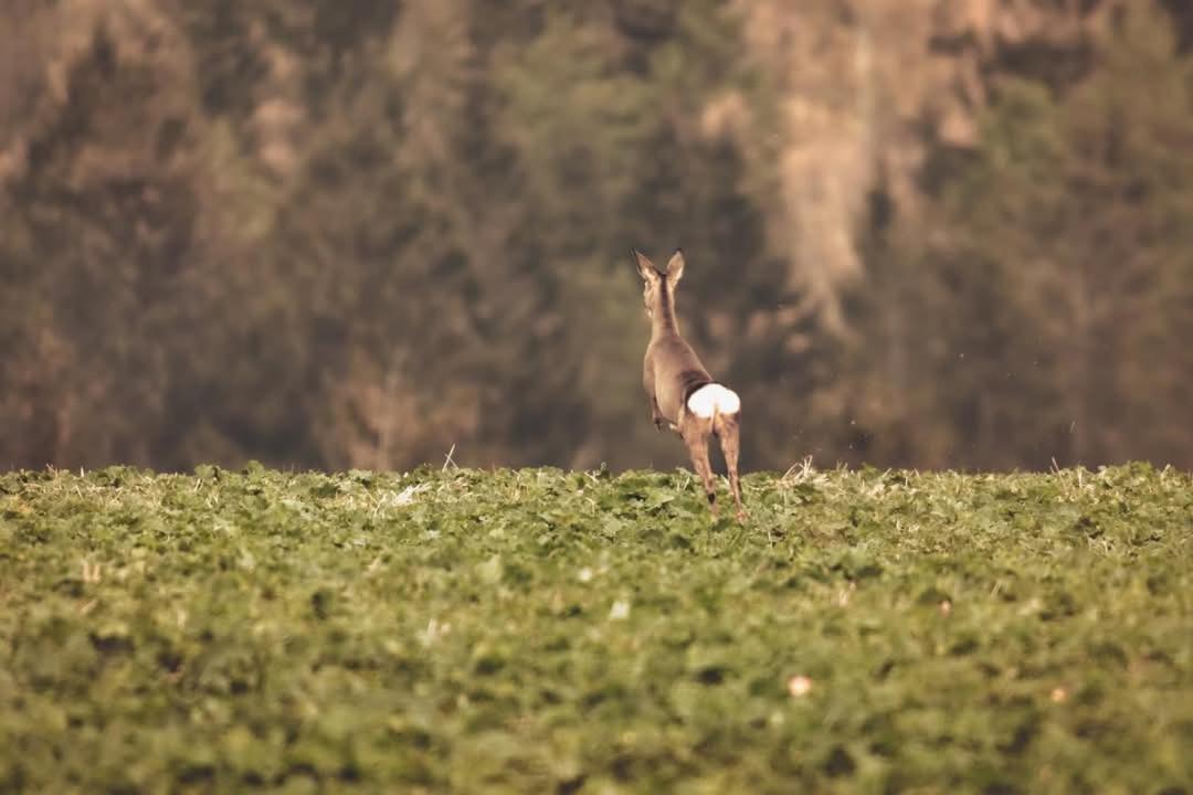 Wataha Pod Basztami - Alfa - Domki Caloroczne Radkow Exteriér fotografie